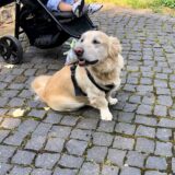 Ringträger auf vier Pfoten - Hund mit Ringkissen