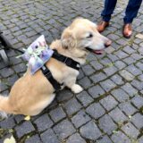 Ringträger auf vier Pfoten - Hund mit Ringkissen